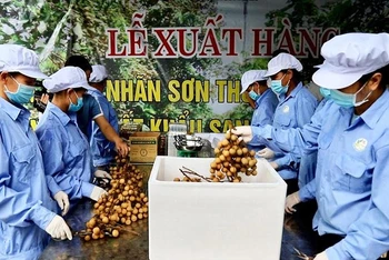 Nhân viên Công ty Cổ phần nông nghiệp hữu cơ FUSA đóng hộp nhãn Sơn Thủy trước khi xuất khẩu.