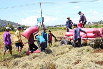 Nông dân tỉnh Ninh Thuận thu hoạch lúa hè thu năm 2022. (Ảnh: NGUYỄN TRUNG)