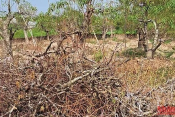 Đào chết được người dân làng Sa Cát (phường Hoàng Diệu, thành phố Thái Bình) xếp chất đống trong các mảnh vườn nhà.