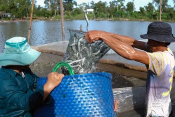 Người dân thu hoạch cá kèo tại xã Tân Thành, TP Cà Mau, tỉnh Cà Mau. 
