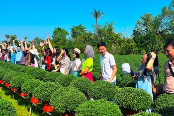 Khách du lịch tham quan vùng sản xuất hoa tại huyện Chợ Lách, tỉnh Bến Tre.