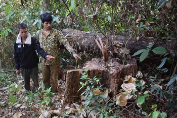 Đối tượng Đinh Nhi (áo khoác đen) và Đinh Văn Nhâu tại hiện trường vụ khai thác gỗ trái phép tại xã Sơ Pai. (Ảnh: Công an huyện Kbang cung cấp)