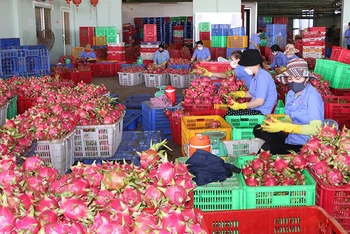 Xuất khẩu rau quả đang là điểm sáng của nền kinh tế.