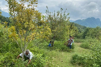 Đã hai năm trở lại đây, hơn 1.000ha cây mắc-ca ở huyện Tuần Giáo do không được nhà đầu tư chăm sóc khiến cây bị vàng lá, năng suất kém.