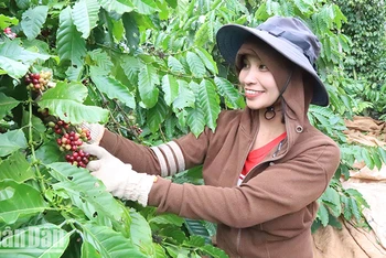 Nông dân xã Ea Ktur, huyện Cư Kuin, tỉnh Đắk Lắk phấn khởi thu hoạch khi giá cà-phê tăng cao.