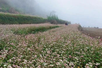 Hoa tam giác mạch tại Cao nguyên đá Đồng Văn (Hà Giang) là điểm đến thu hút du khách trong và ngoài nước. Ảnh tư liệu: Đinh Thuận/TTXVN