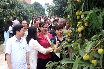 Vùng sản xuất vải lai chín sớm theo tiêu chuẩn VietGAP ở xã Tam Đa, huyện Phù Cừ tỉnh Hưng Yên.