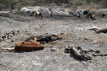 Gia súc chết do hạn hán tại Kajiado, Kenya ngày 21/10/2022. (Ảnh: AFP/TTXVN)