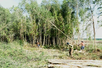 Khai thác gỗ rừng trồng tại Công ty TNHH một thành viên U Minh Hạ. Ảnh: VĂN SINH