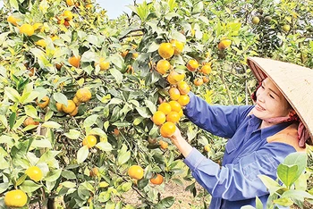 Mô hình trồng cam cho thu nhập cao ở phường Hoành Bồ, TP Hạ Long.
