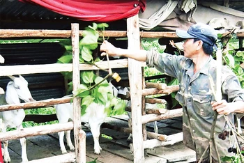 Phát triển chăn nuôi dê nhốt chuồng tại xã Đăk Pxi, huyện Đăk Hà.