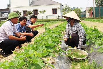 Sản xuất nông nghiệp theo hướng hữu cơ tại vùng ven đô thành phố Hà Tĩnh. 
