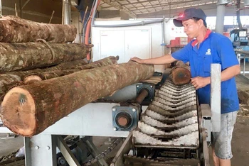 Chế biến gỗ xuất khẩu tại Công ty cổ phần TAVICO (Đồng Nai).