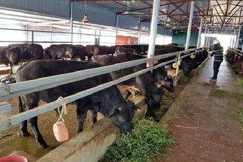 Nông dân huyện Quốc Oai (Hà Nội) chăm sóc đàn bò BBB.