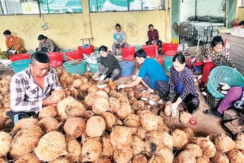 Sơ chế dừa tại Hợp tác xã nông nghiệp Thới Thạnh, huyện Thạnh Phú (Bến Tre).