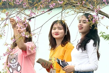 Hoa anh đào Nhật Bản nở rộ ở Vĩnh Sơn thu hút nhiều du khách đến tham quan.