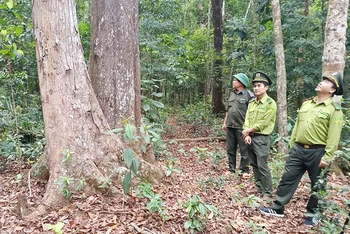 Cán bộ kiểm lâm huyện Vĩnh Thạnh thường xuyên kiểm tra, kiểm soát, quản lý rừng phòng hộ.