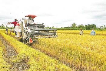 Thu hoạch lúa hữu cơ bằng máy móc hiện đại, góp phần giảm chi phí, tăng sản lượng.