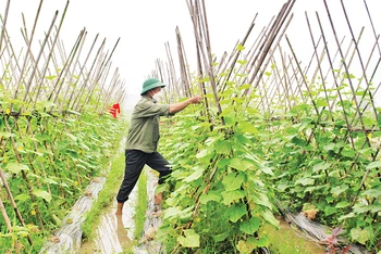 Mô hình trồng rau hữu cơ tại xã Trung Giãn, huyện Sóc Sơn.
