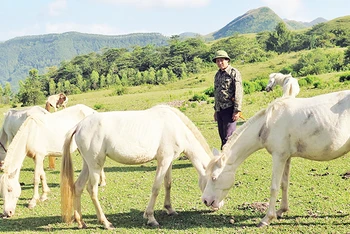 Đàn ngựa của gia đình ông Nông Quang Đảm ở thôn Suối Mạ A, xã Hữu Kiên, huyện Chi Lăng được chăn thả trên khu thảo nguyên Khau Sao.