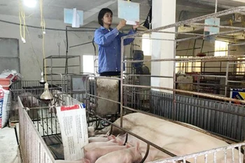 Chăn nuôi lợn theo chuỗi khép kín tại Hợp tác xã Hoàng Long, Thanh Oai (Hà Nội). (Ảnh Sở Nông nghiệp và Phát triển nông thôn Hà Nội) 