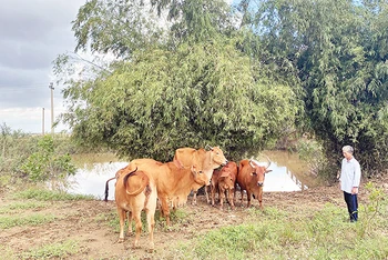 Ông Phan Hữu Thoán, ở xã Phong Thủy, huyện Lệ Thủy (Quảng Bình) vay vốn ưu đãi của Ngân hàng Chính sách xã hội để mua bò chăn nuôi.