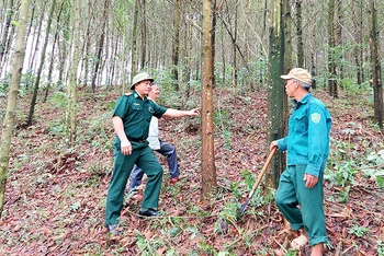 Người dân huyện Minh Hóa (Quảng Bình) chuyển từ trồng rừng nguyên liệu thông thường sang trồng rừng gỗ lớn.
