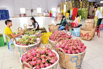 Tuyển lựa và đóng gói trái thanh long, cung cấp cho thị trường dịp Tết tại Hợp tác xã Tầm Vu, huyện Châu Thành (Long An). (Ảnh THU CÚC) 