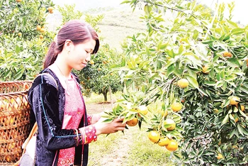 Mô hình trồng cây ăn quả trên đất dốc tại bản Khe Lành, xã Mường Thải, huyện Phù Yên (Sơn La).