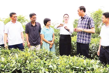 Lãnh đạo tỉnh Phú Thọ và huyện Thanh Ba thăm vùng nguyên liệu trồng chè búp tím đặc sản.