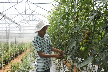 Mô hình trồng cà chua sạch ứng dụng công nghệ cao tại trang trại Định Farm ở thành phố Đà Lạt (Lâm Đồng). (Ảnh DUY LINH) 