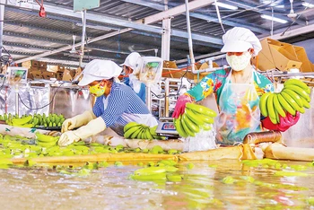 Sơ chế chuối tại Công ty cổ phần Nông nghiệp U&I (Unifarm) ở huyện Phú Giáo, tỉnh Bình Dương. 