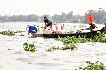 Ngư dân kéo lưới bắt cá bông lau trên sông Vàm Nao.