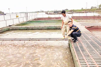 Mô hình nuôi cá lồng trên sông Luộc của gia đình ông Vũ Ngọc Ba, xã Quỳnh Hoa, huyện Quỳnh Phụ mang lại hiệu quả kinh tế cao.