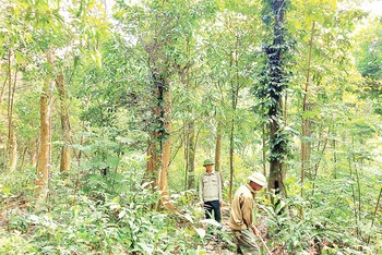 Tỉnh Quảng Bình kiến nghị mở rộng đối tượng nhận khoán bảo vệ rừng đối với các diện tích rừng tự nhiên.