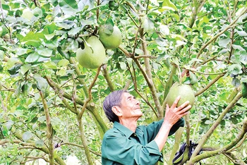 Được Đảng và Nhà nước quan tâm hỗ trợ, các hộ gia đình có công với cách mạng ở Bình Phước có điều kiện làm kinh tế, nâng cao chất lượng cuộc sống. 