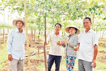 Cán bộ Quỹ Hỗ trợ nông dân tỉnh Ninh Thuận kiểm tra, xác định hiệu quả "Dự án hỗ trợ trồng táo liên kết theo chuỗi giá trị tại thôn Nha Húi, xã Mỹ Sơn, huyện Ninh Sơn".