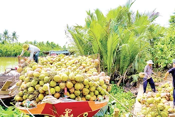 Cánh đồng dừa hữu cơ ở Trà Vinh.