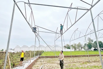 Nông dân Hợp tác xã Tân Minh Đức dựng lại nhà màng, nhà lưới bị hư hỏng do bão số 3.