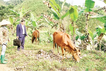 Đến nay, Dự án hỗ trợ chăn nuôi bò sinh sản ở hai xã Tân Dương và Tân Định, huyện Định Hóa có hơn 87% số bò cái đã sinh bê con.