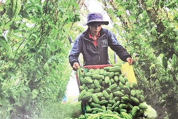 Nông dân huyện Xuân Lộc thu hoạch khổ qua.