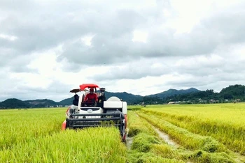 Thu hoạch lúa hè thu ở Nghệ An