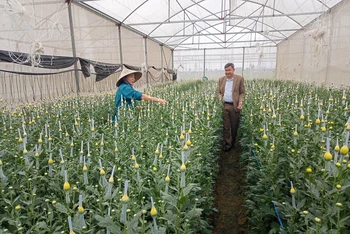 Sản xuất hoa bán dịp Tết đem lại thu nhập cao cho nông dân huyện Yên Thành.