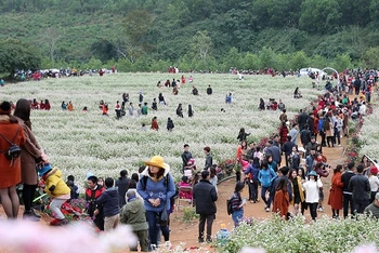 Thung lũng hoa tam giác mạch ở huyện Nghĩa Đàn hút du khách.