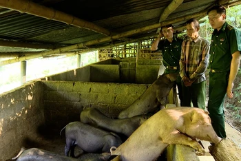 Nhờ được hỗ trợ lợn giống cùng hướng dẫn kỹ thuật, gia đình ông Lương Văn Cương ở bản Khe Nà phát triển chăn nuôi tốt, tạo thu nhập ổn định.