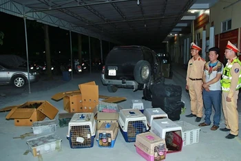 Qua kiểm tra, lực lượng chức năng phát hiện 420 cá thể động vật hoang dã bị nhốt trong các thùng hàng để vận chuyển.