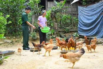 Đàn gà của gia đình bà Xỉnh do Đồn Biên phòng Phúc Sơn hỗ trợ phát triển tốt.