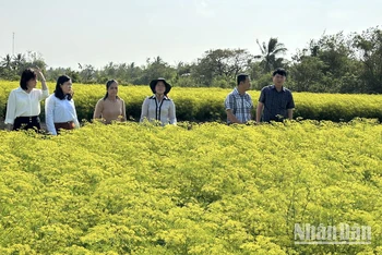 Nhiều hộ Khmer ở xã Vĩnh Trạch Đông, thành phố Bạc Liêu trồng các loại rau thơm đem lại hiệu quả kinh tế cao. (Ảnh: TRỌNG DUY)