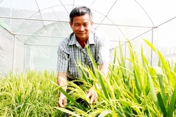 “Nhà khoa học chân đất” Nguyễn Anh Dũng nghiên cứu giống lúa mới trên đồng ruộng.