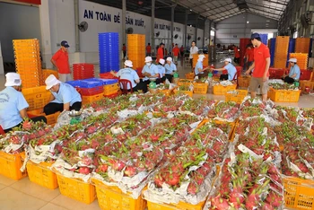 Thanh long là một trong những mặt hàng trái cây xuất khẩu nhiều sang thị trường Trung Quốc. 